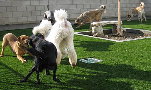 Искуственный газон «Bellin-Smart»